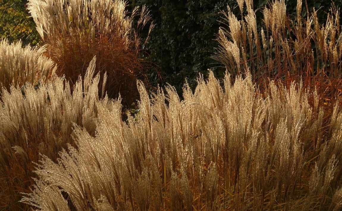 Мискантус в саду. Декоративная цветущая трава осенью. Выращивание и уход - E-сад