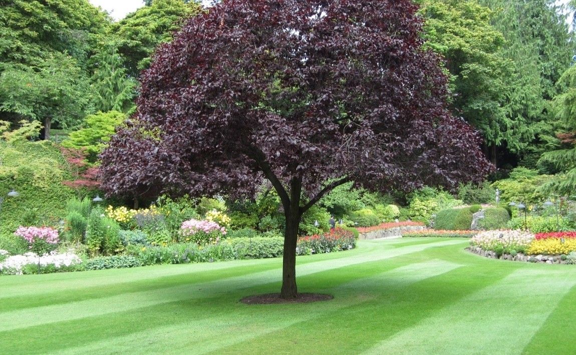 Разрешение на рубку дерева в саду больше не требуется - E-garden