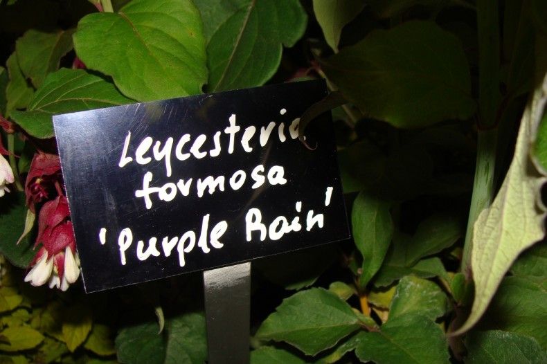 Табличка с названием растения