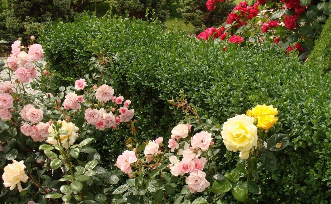 Как выращивать розы - E-garden
