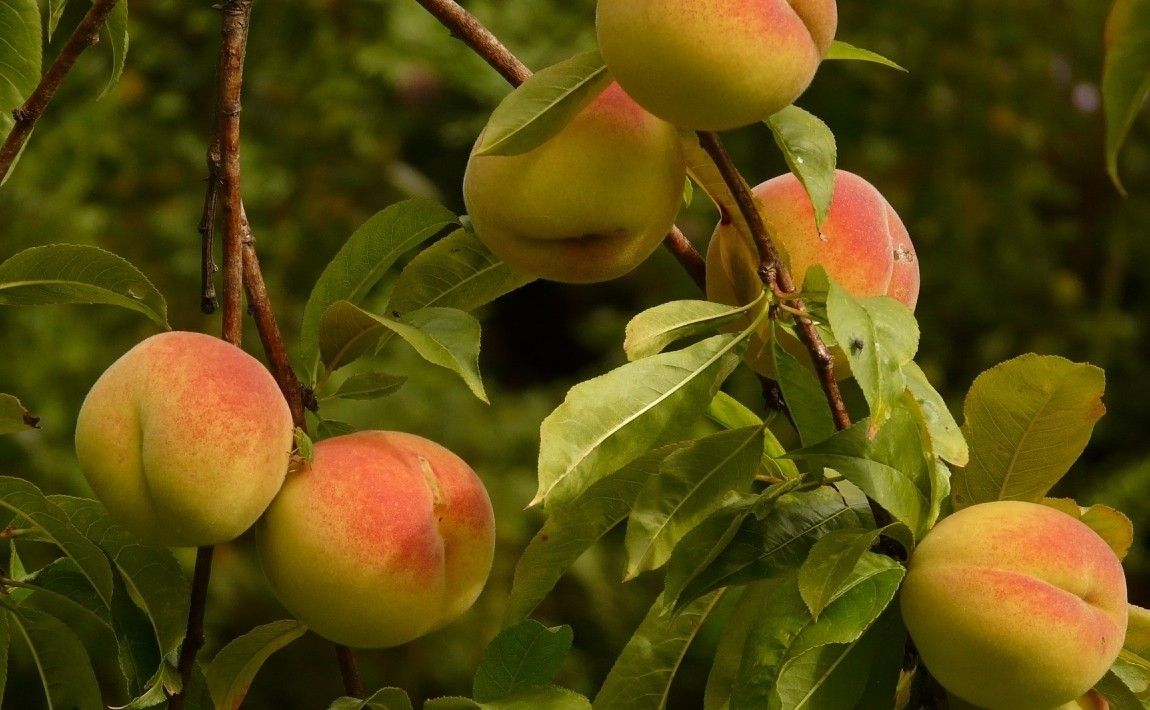 Как вырастить персики в саду - E-garden