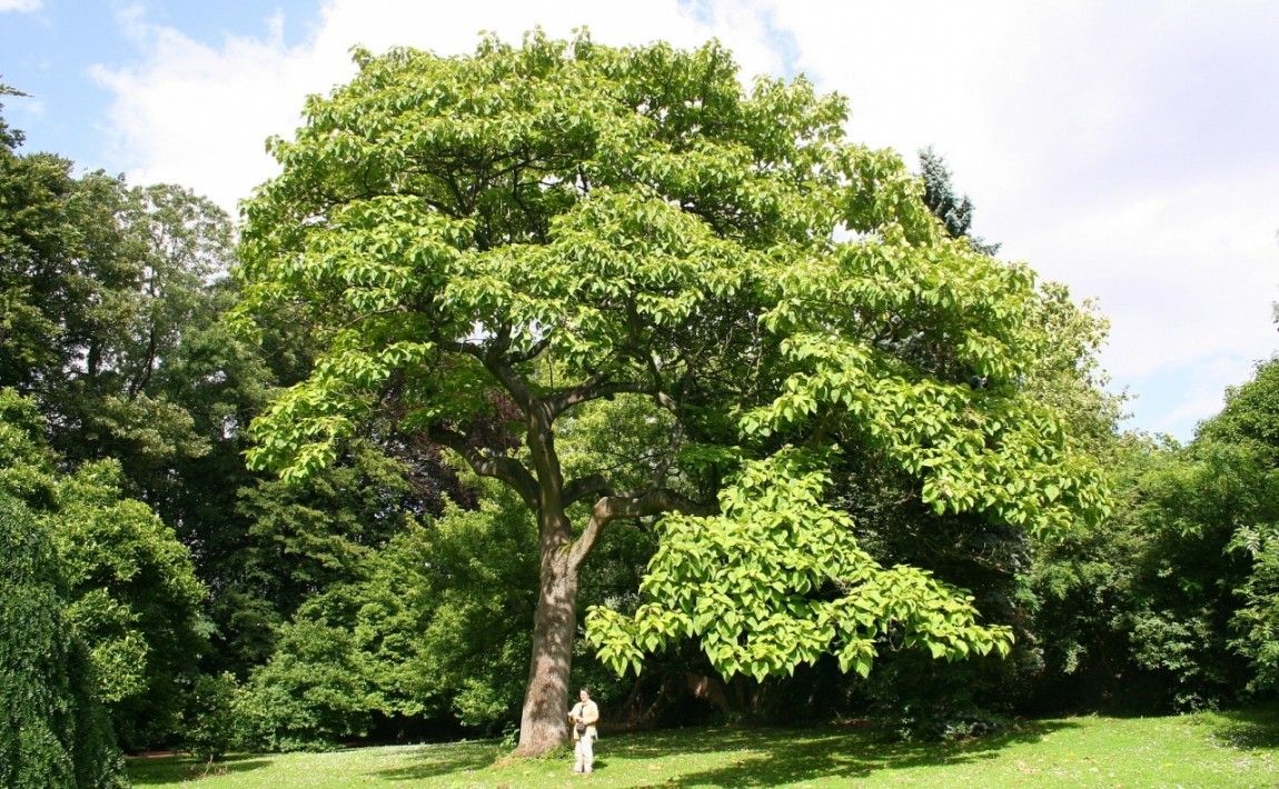 Павловния - быстрорастущее дерево, также для древесины и биомассы - E-garden
