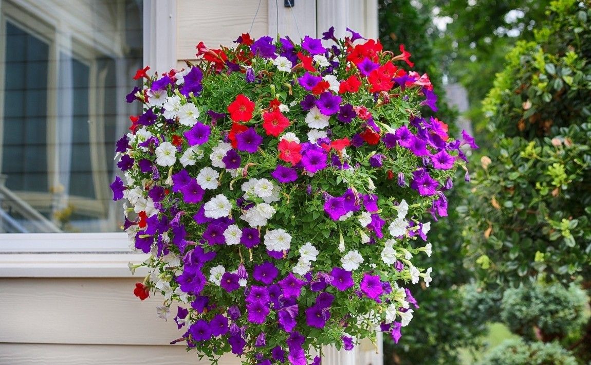 Surfinie - красивые цветы для балконов и террас - E-garden