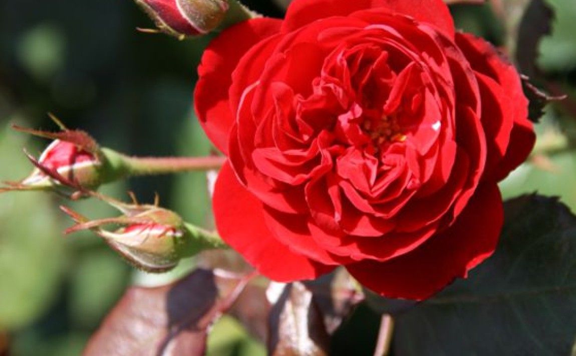 Восхождение на розы - E-garden