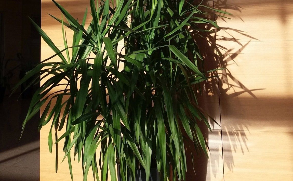 Выращиваем юкку - растение с розетками декоративных листьев - E-garden