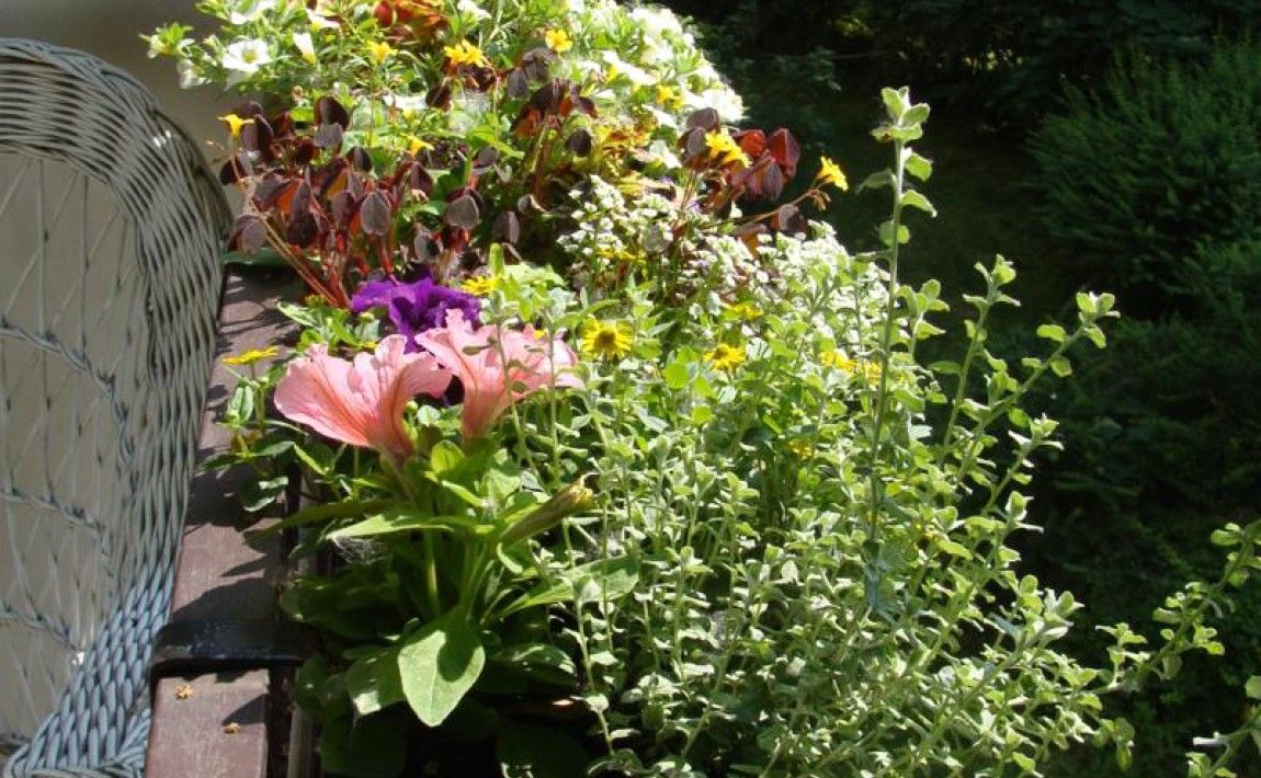 Балконные растения - уход и удобрение - E-garden