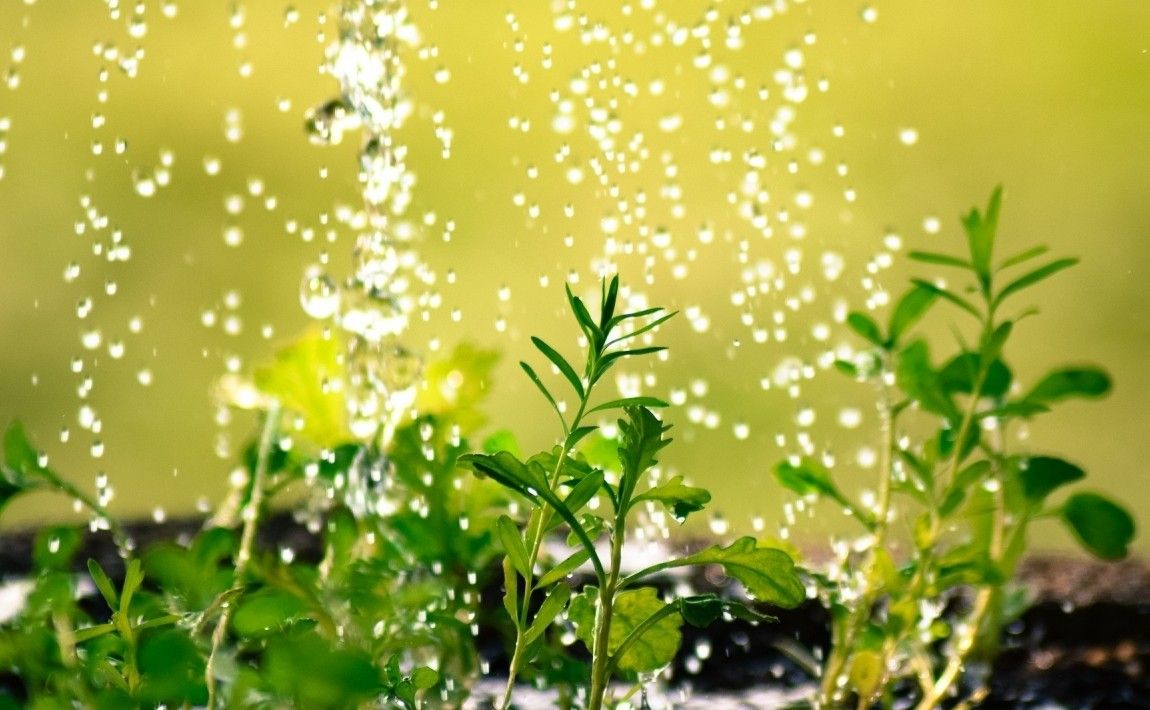 Гидрогели для почвы и горшков. Помощь в поливе растений - E-garden
