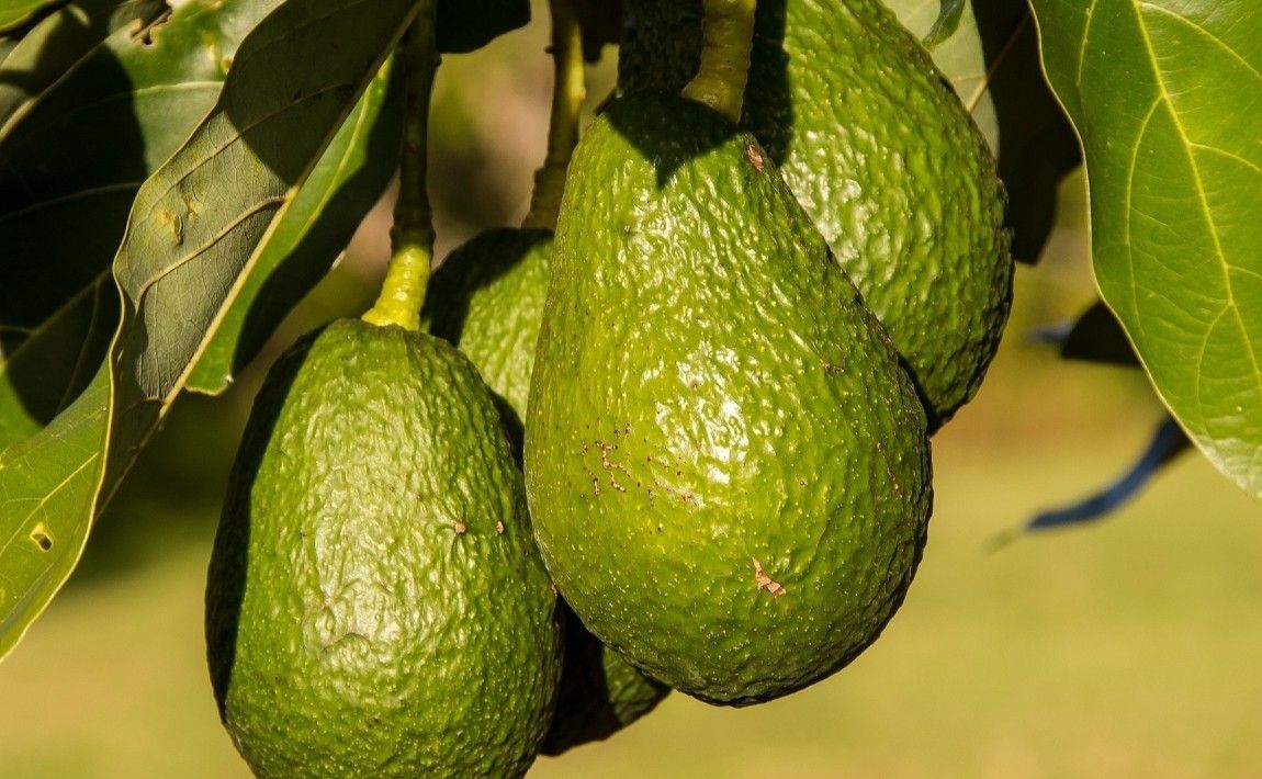 Как вырастить авокадо из камня в домашних условиях - E-garden