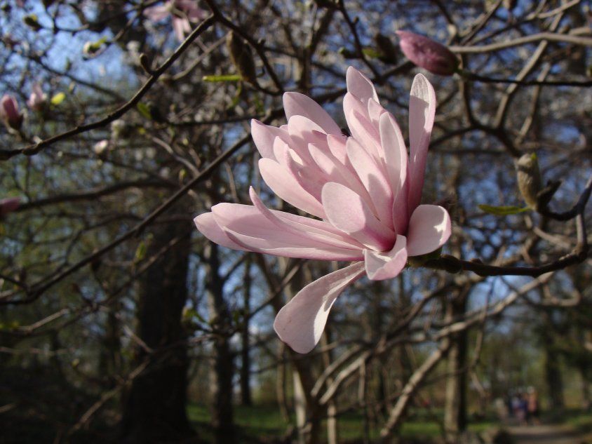 Magnolia stellata - сорт хризантемифлоры