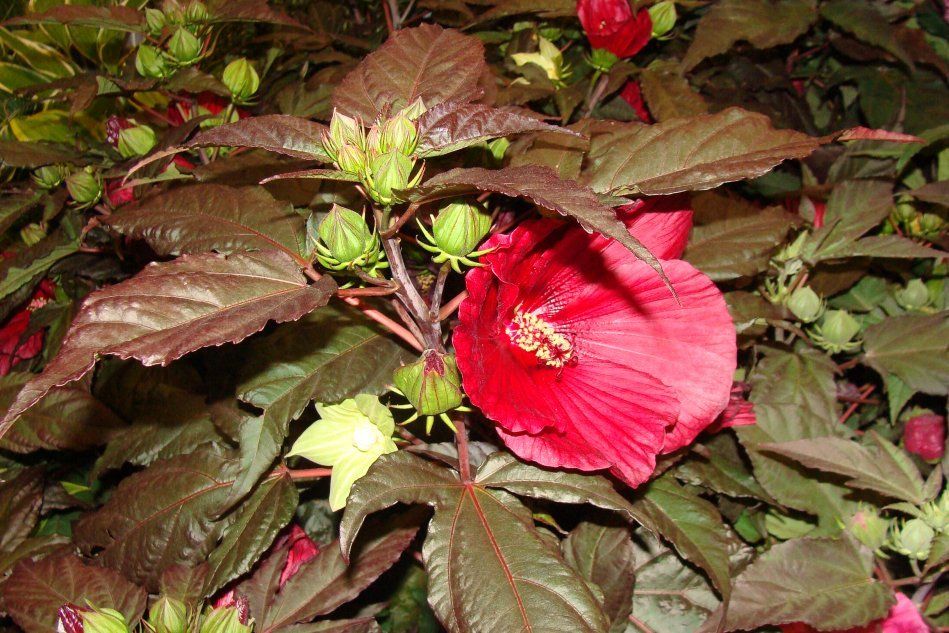 Многолетнее растение гибискуса с бордовыми листьями