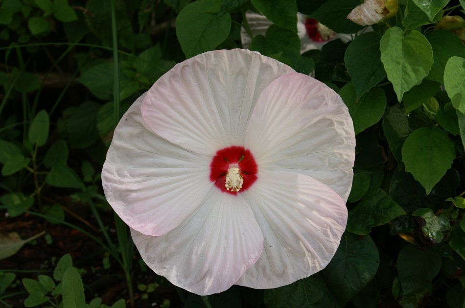 Многолетнее растение гибискуса - цветок