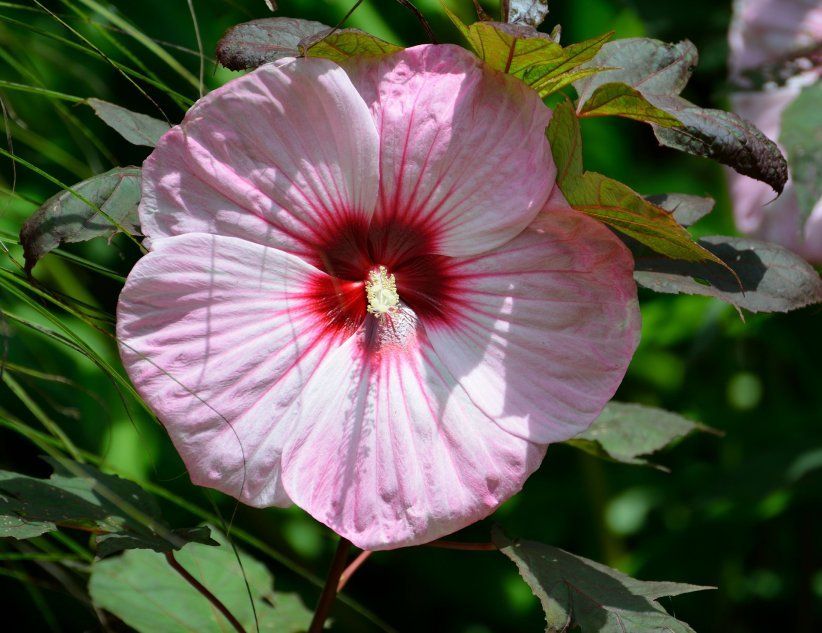 Цветущий гибискус с многолетними растениями