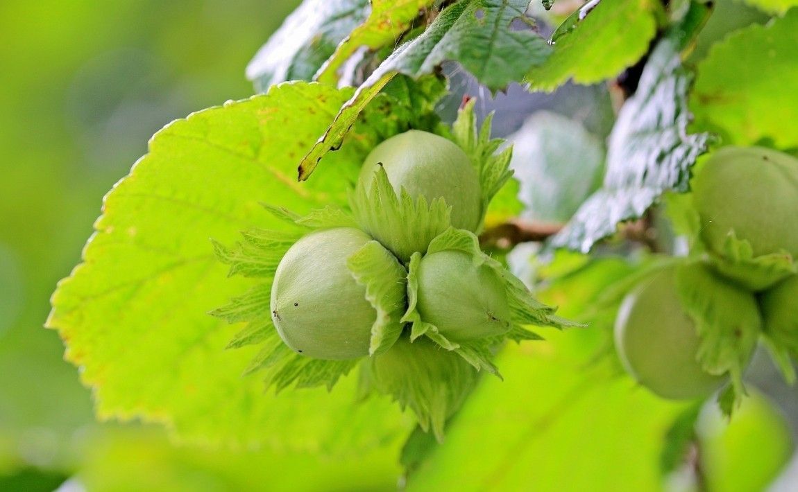 Орешник - декоративный фруктовый куст - E-garden