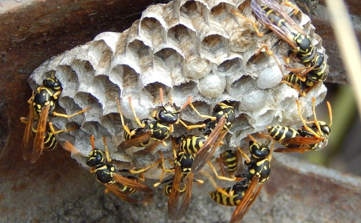 Пчелы, осы и шершни в саду - как убрать гнездо этих насекомых - E-garden
