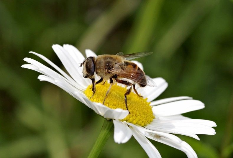 Пчелы в саду