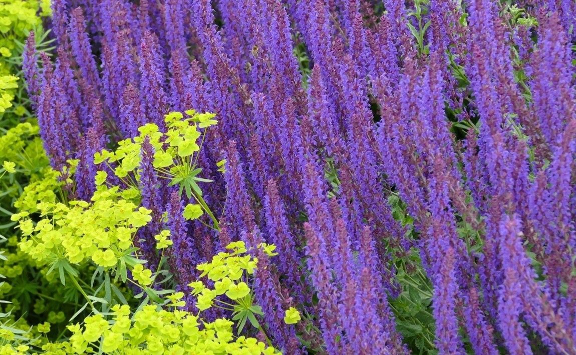Выращивание соленого шалфея - многолетнее и прекрасно цветущее растение - E-garden