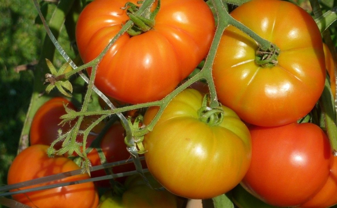 Выращивание томатов: как, когда и где сажать помидоры - E-garden