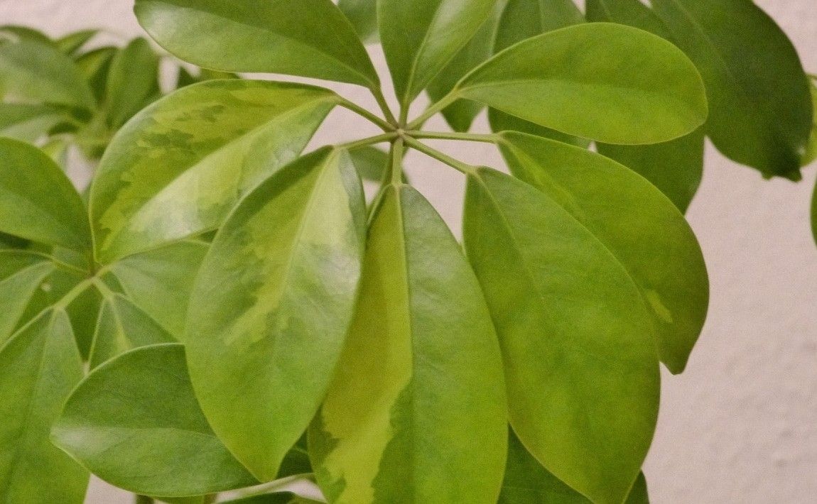 Жатка - привлекательное растение в горшке, легко выращиваемое - E-garden