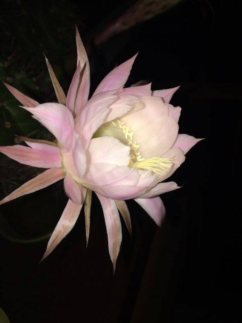 Эхинопсис - цветок