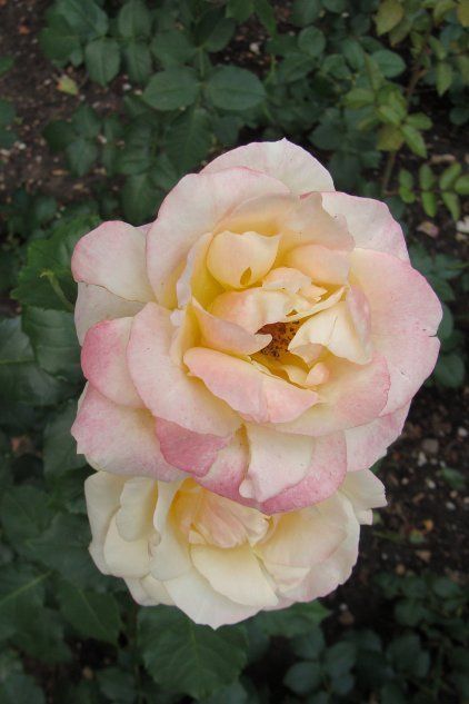 Роза сорта Абрикосовый Нектар