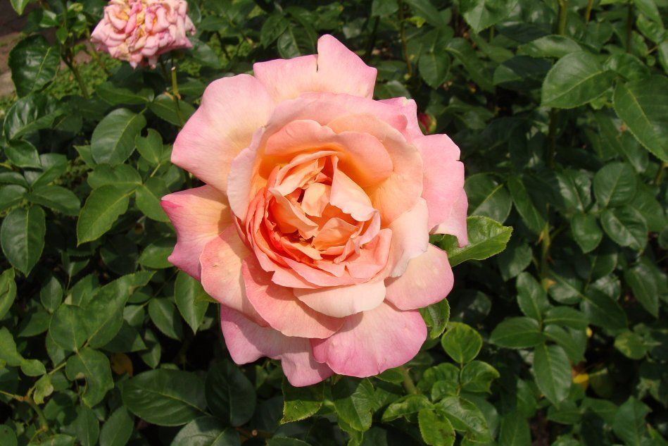 Роза сорта Фройде