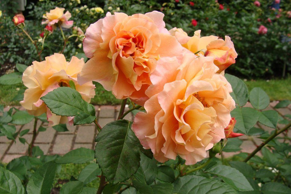 Роза сорта Мариатерезия