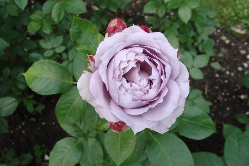 Роза сорт Нивалис