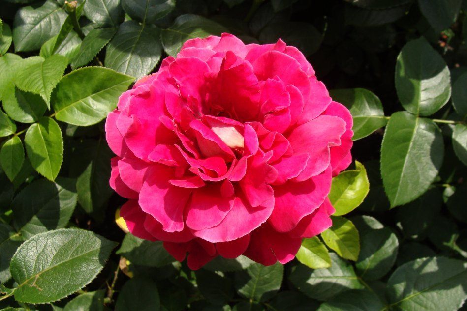 Роза сорта La Reine