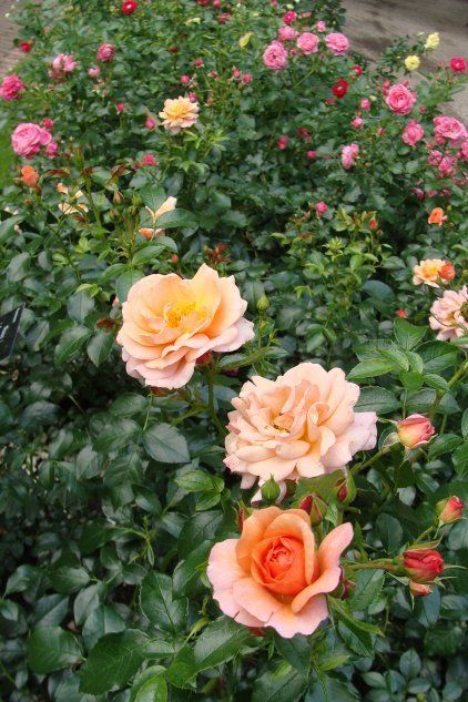 Роза сорта Apricola