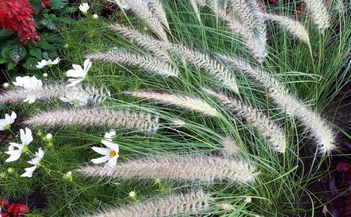 Японская розпленица. Красивая декоративная трава для сада и горшка. Выращивание и зимовка - E-garden