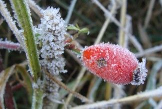 Защищая растения от мороза, нужно помнить, чтобы обеспечить приток воздуха