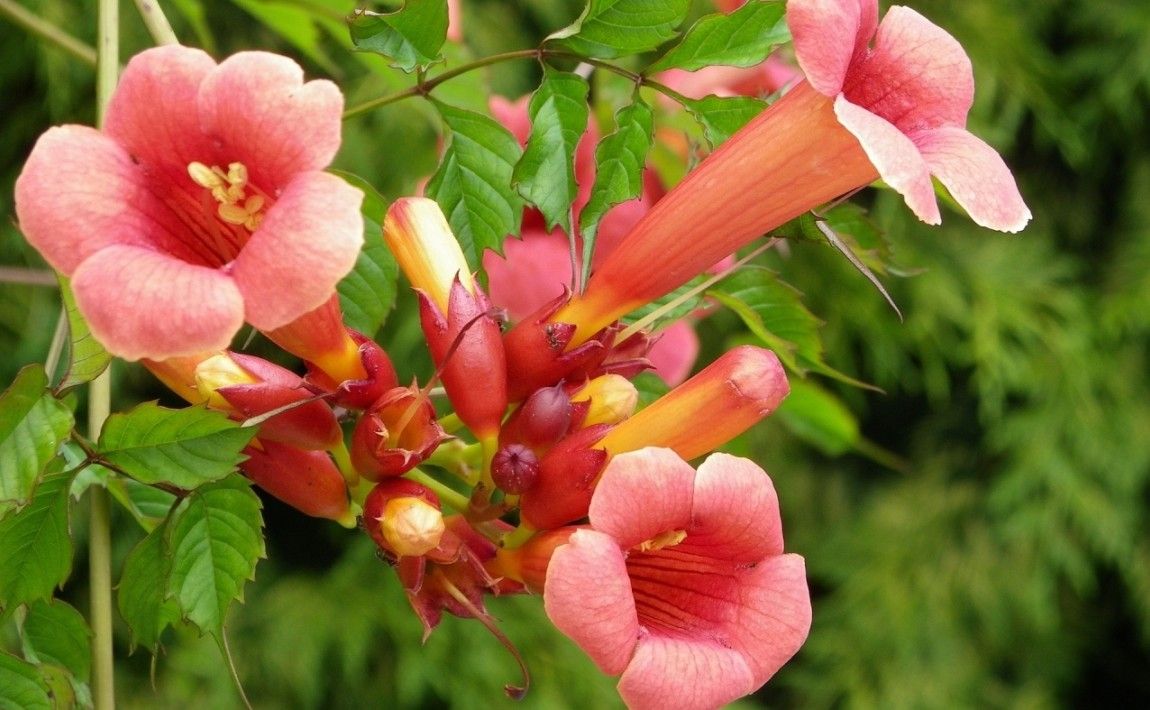 Как вырастить милин - лианы о цветах, как трубы - E-garden