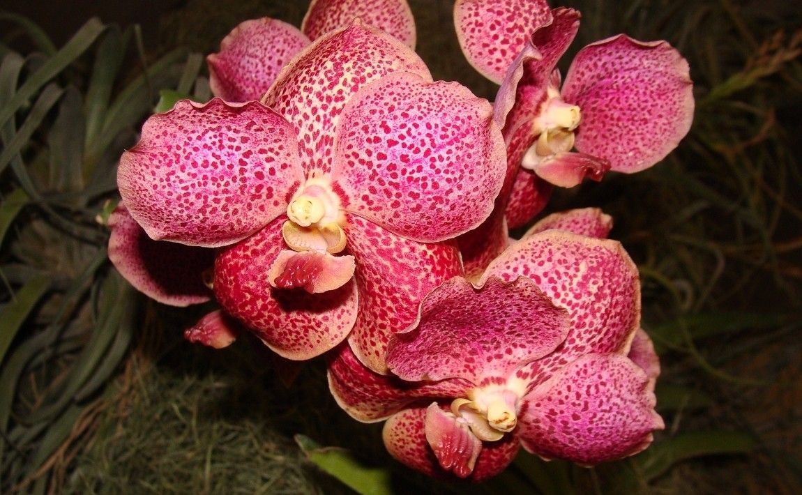 Откройте для себя самые красивые орхидеи - смотрите фотографии - E-garden