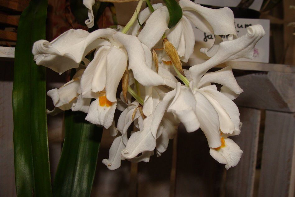 Орхидея Coelogyne cristata