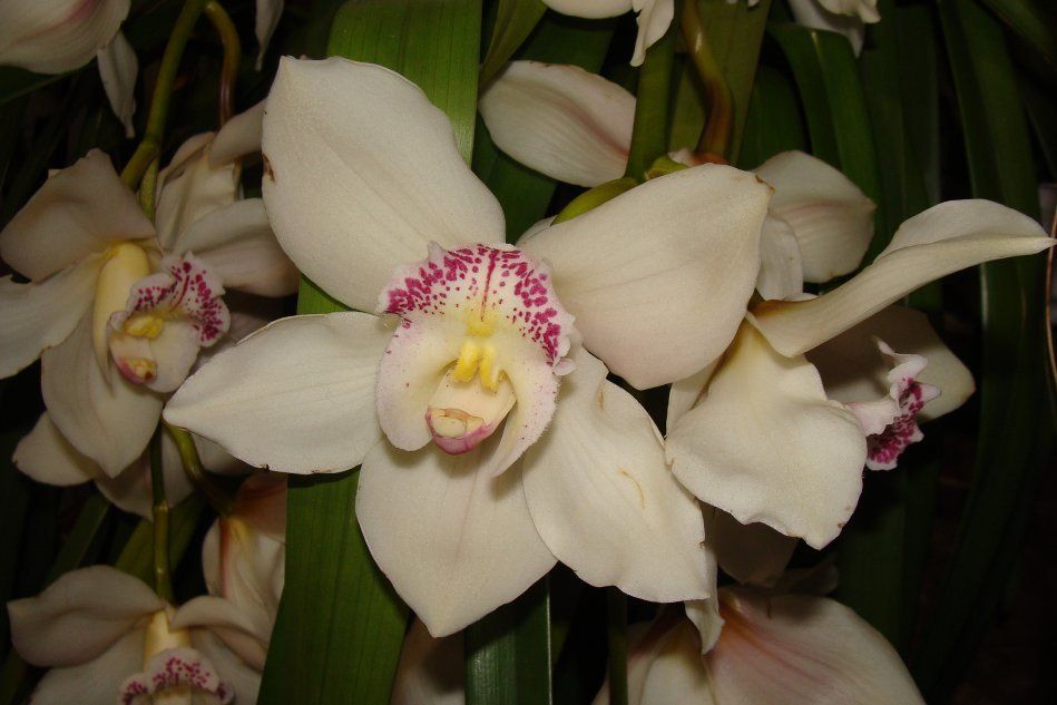 Цимбидиум Орхидея