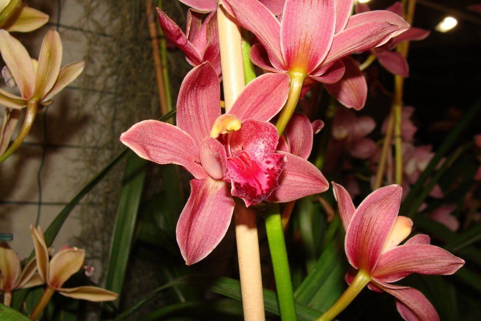 Цимбидиум орхидей