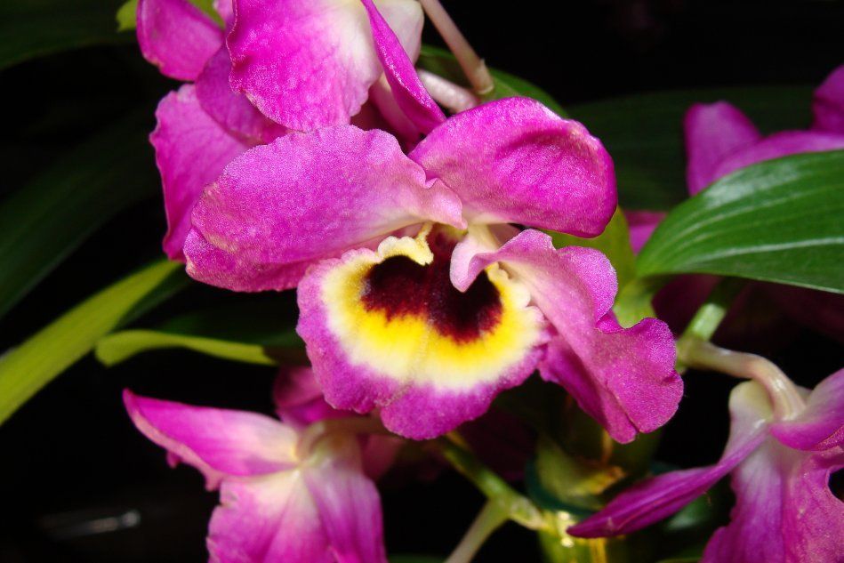 Дендробиум Орхидея