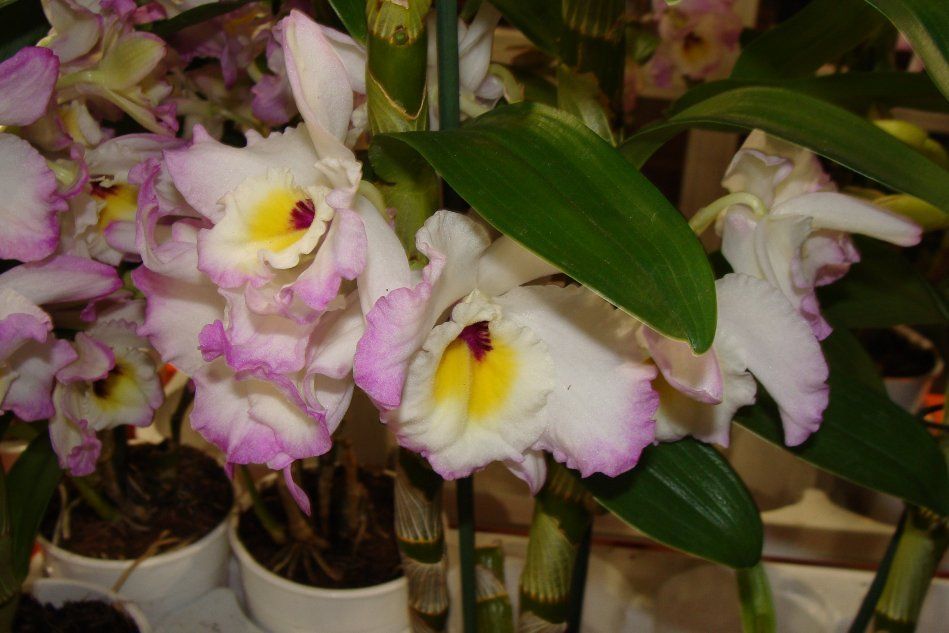 Дендробиум Орхидеи
