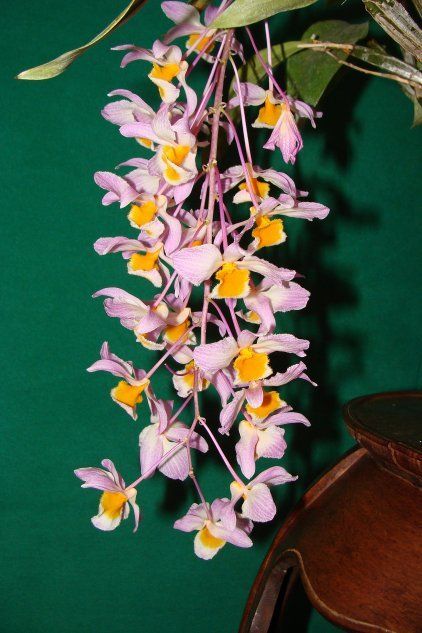 Орхидея Дендробиум Тирсифлорум