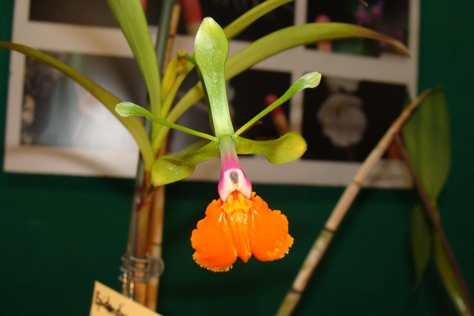 Орхидея Эпидендрум псевдоэпидендрум