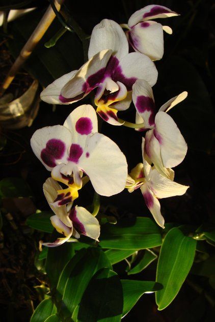 Орхидея рода Фаленопсис - фаленопсис