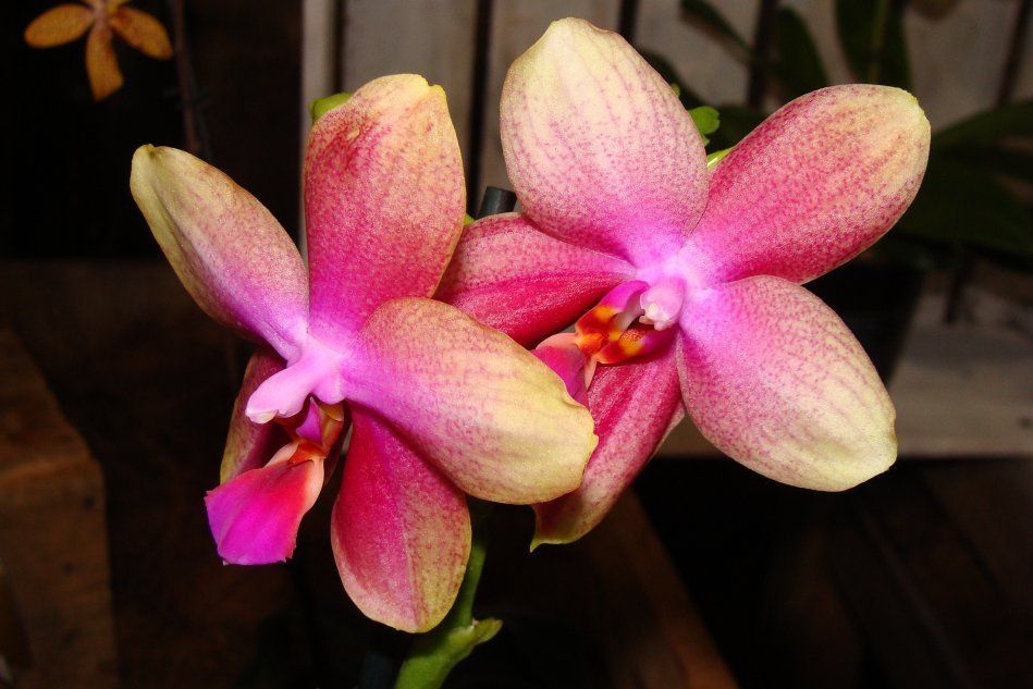 Орхидея Фаленопсис лиодоро