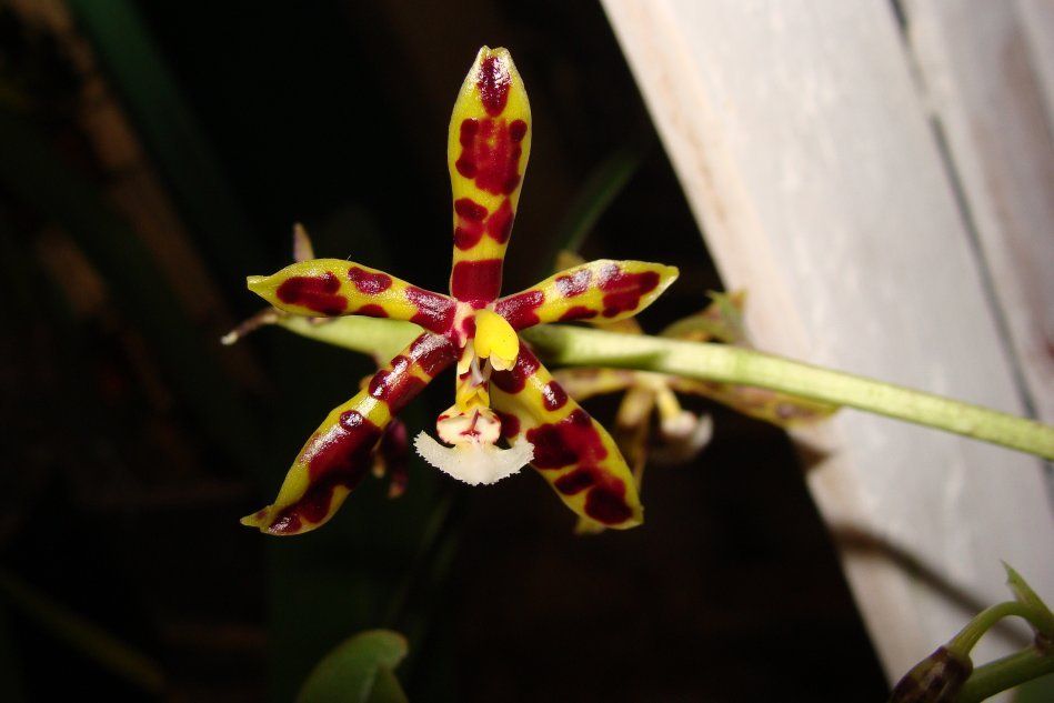 Орхидея фаленопсис маннии