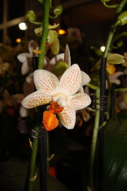Орхидея Фаленопсис Мини Марк