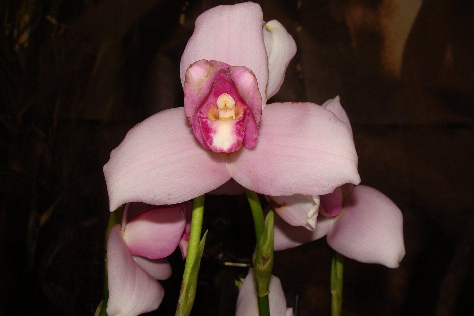 Орхидея Ликасте Скмей