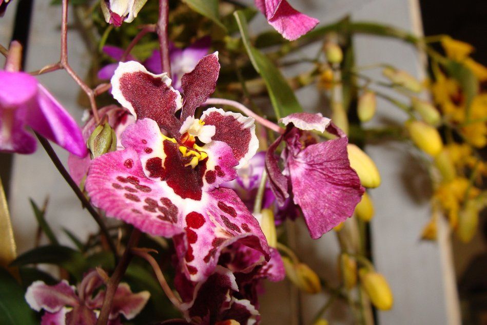 Орхидея рода Oncidium