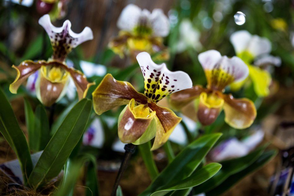 Пафиопедилум орхидеи