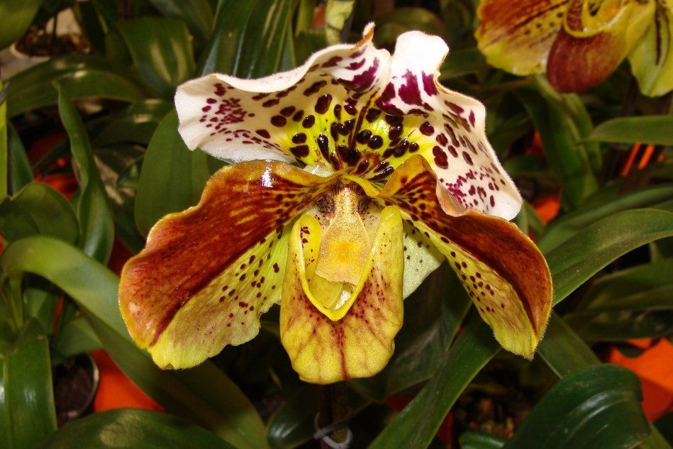 Пафиопедилум орхидея