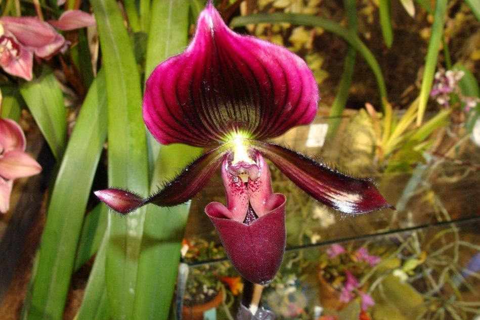 Разновидность орхидеи пафиопедилум