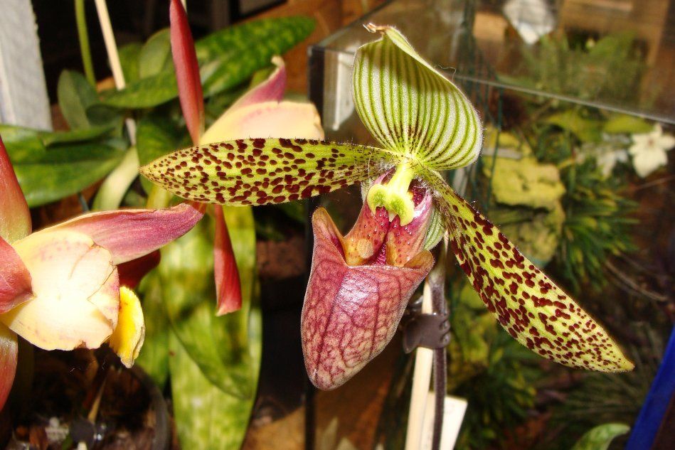 Разновидность орхидеи пафиопедилум